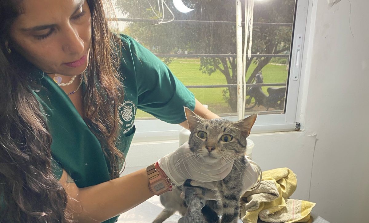 Conmovedor: Salud Animal rescató un gato herido y le buscan una familia para siempre